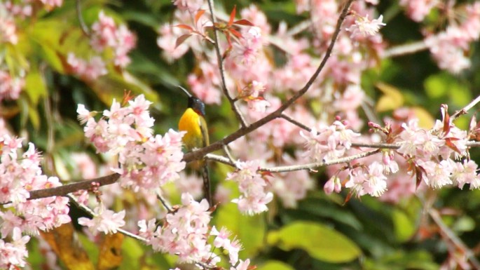Sunbird, Green-tailed 2