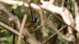 Sunbird, Green-tailed