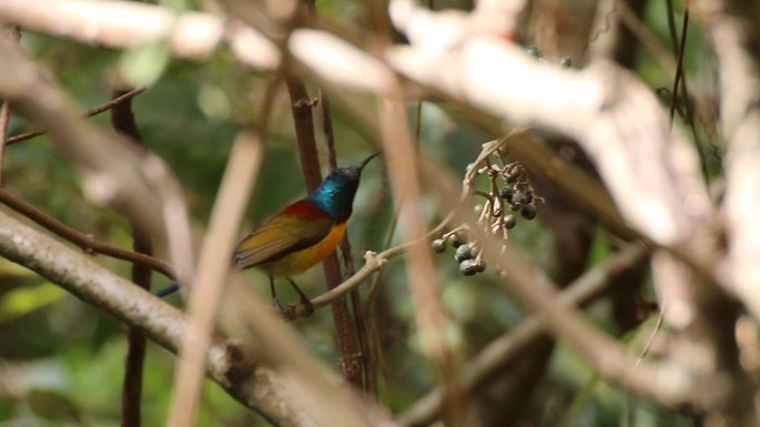 Sunbird, Green-tailed