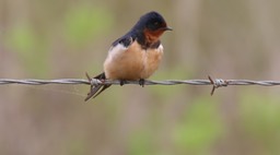 Swallow, Barn (Texas)