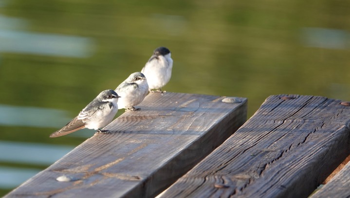 Swallow, Mangrove a1