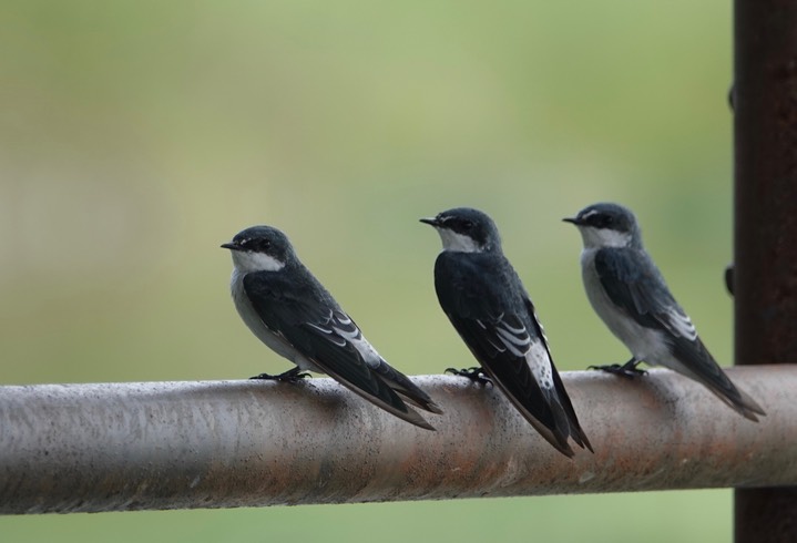 Swallow, Mangrove