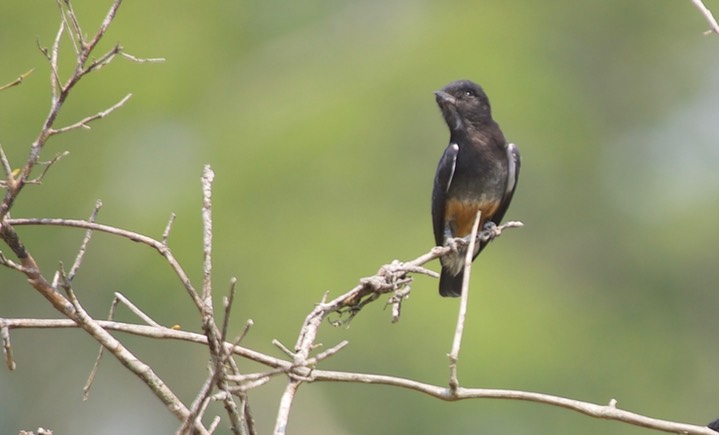 Swallow-winged Puffbird, Chelidoptera tenebrosa