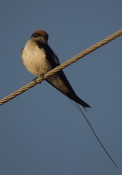 Swallow, Wire-tailed. Hirundo smithii k3
