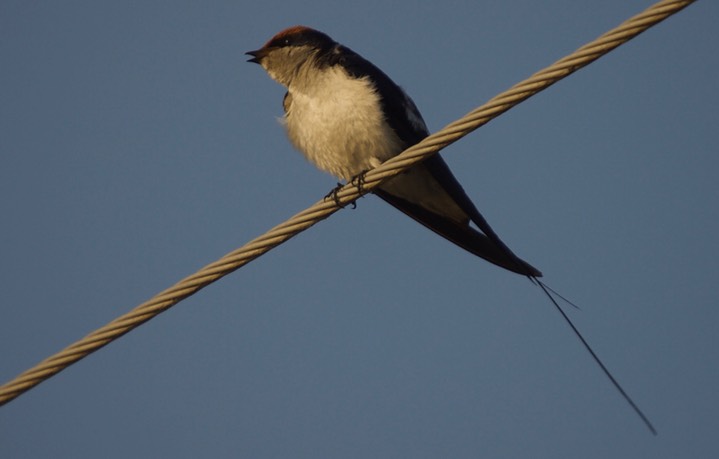 Swallow, Wire-tailed. Hirundo smithii k2