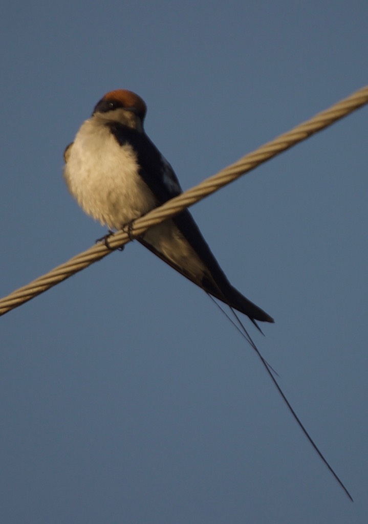 Swallow, Wire-tailed. Hirundo smithii k3