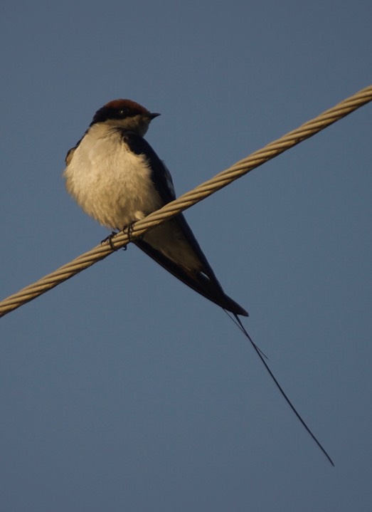 Swallow, Wire-tailed. Hirundo smithii