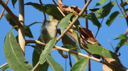 Tailorbird, Common 1