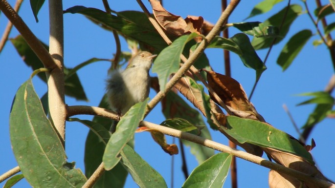 Tailorbird, Common 1