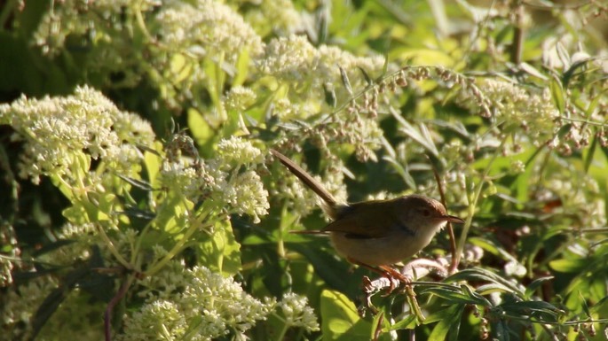 Tailorbird, Common