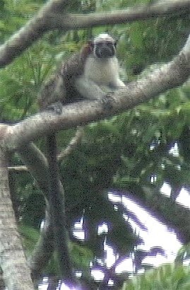 Tamarin, Geoffroy's 2