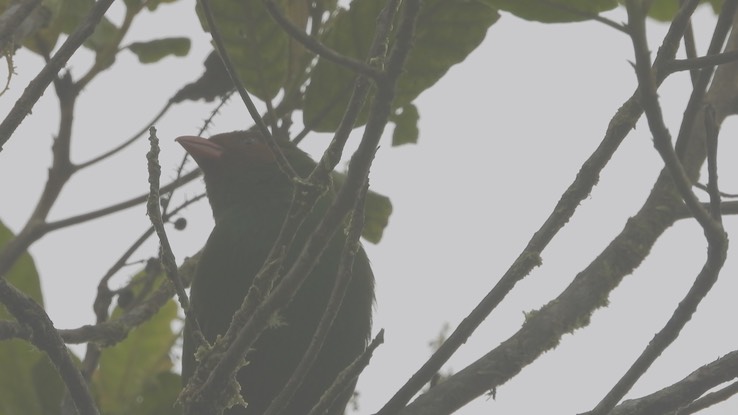 Tanager, Grass-green (Cerro Montezuma, Colombia) 1