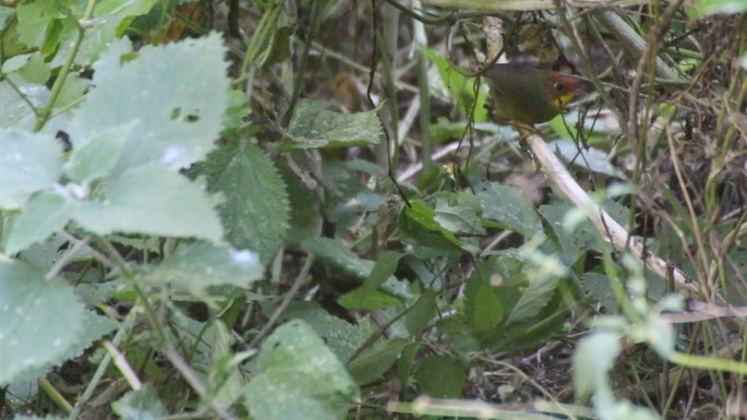 Tesia, Chestnut-headed 1