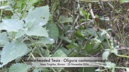 Tesia, Chestnut-headed