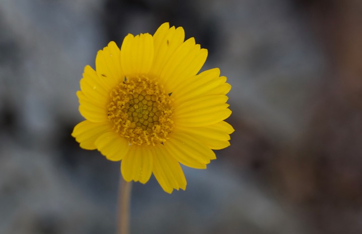 Tetraneuris argentea, Perkysue3 4-8