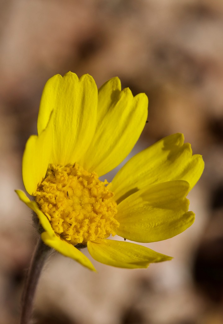 Tetraneuris argentea, Perkysue2 4-8