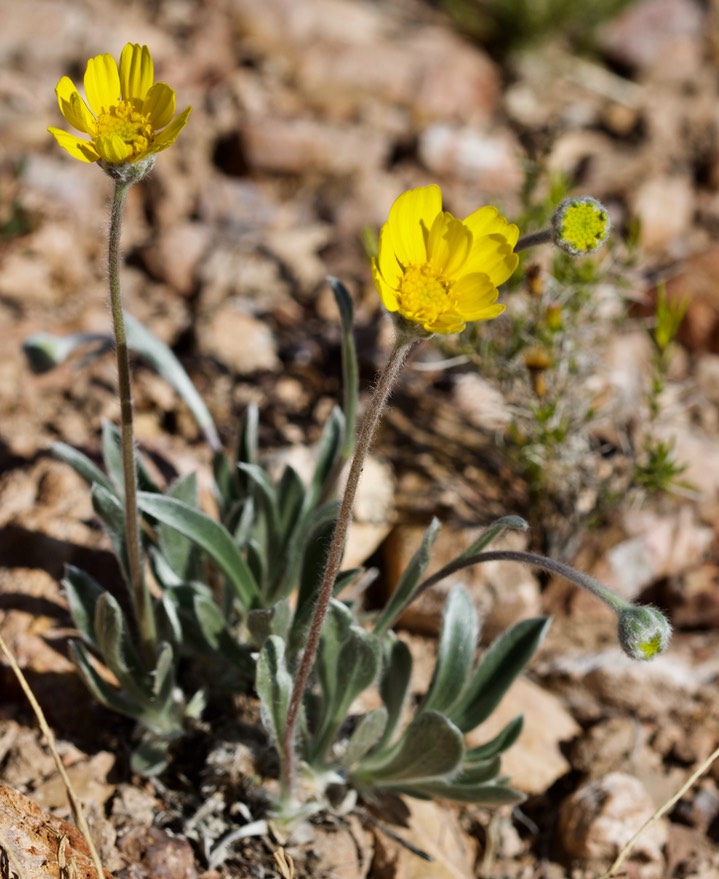Tetraneuris argentea, Perkysue1 4- 8
