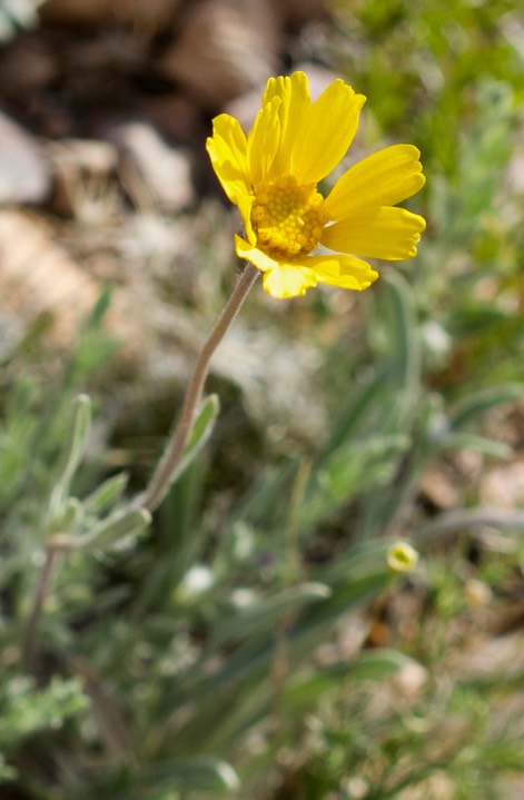 Tetraneuris argentea, Perkysue 4/27
