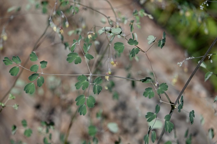 Thalictrum fendleri3