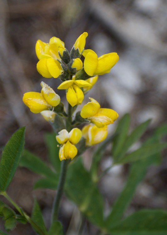 Thermopsis rhombifolia1