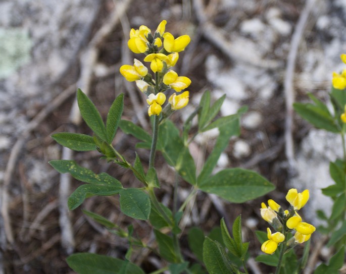 Thermopsis rhombifolia2