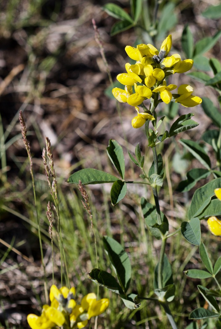 Thermopsis rhombifolia3