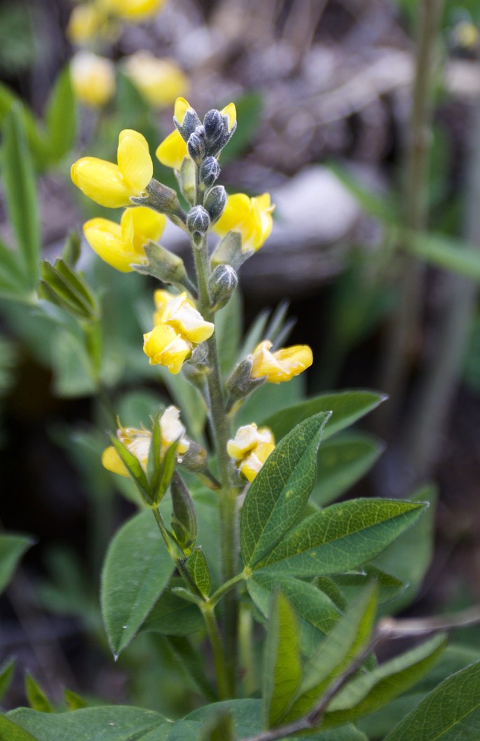 Thermopsis rhombifolia3