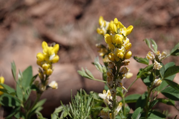 Thermopsis rhombifolia