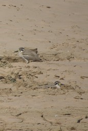 Thickknee, Great. Esacus recurvirostris