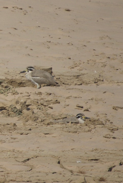 Thickknee, Great. Esacus recurvirostris