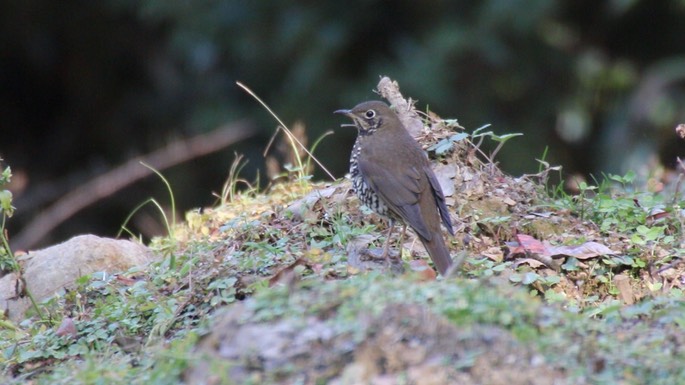 Thrush, Alpine 2