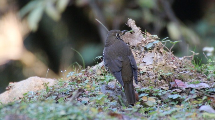 Thrush, Alpine 3