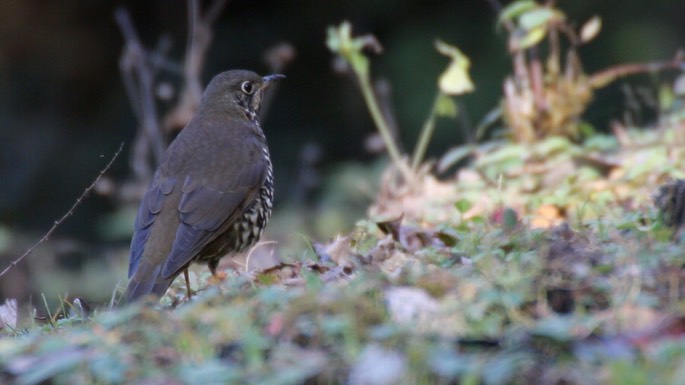 Thrush, Alpine 4