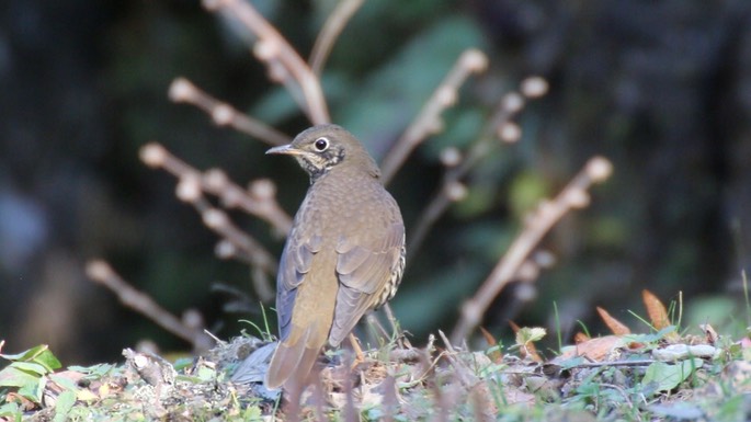 Thrush, Alpine 5