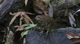 Thrush, Alpine