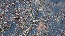 Thrush, Black-throated