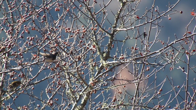 Thrush, Black-throated