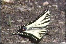 Tiger-Swallowtail, Pallid