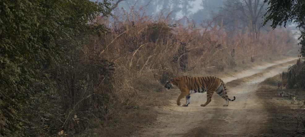tiger_med_hr