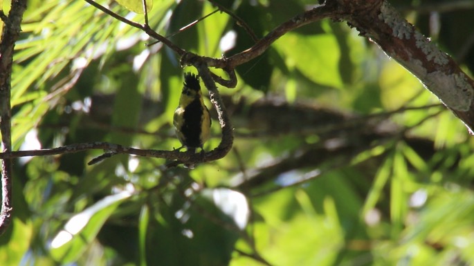 Tit, Black-spotted Yellow 2