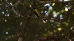 Tit, Black-spotted Yellow