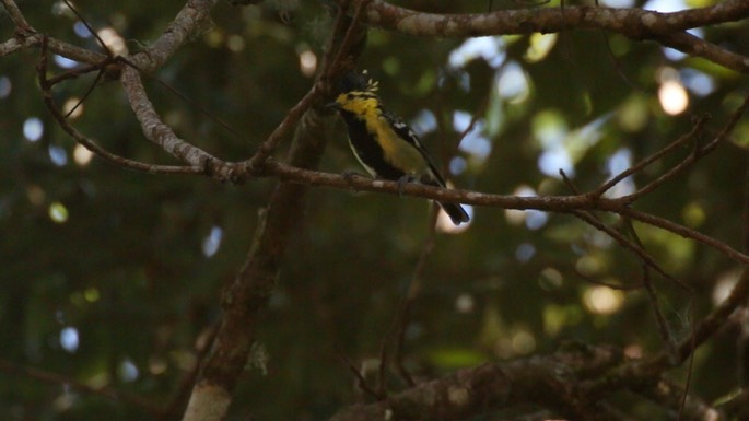 Tit, Black-spotted Yellow