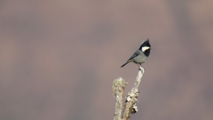 Tit, Rufous-vented 2