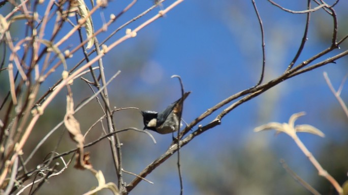 Tit, Rufous-vented