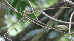 Tit, Yellow-browed 2