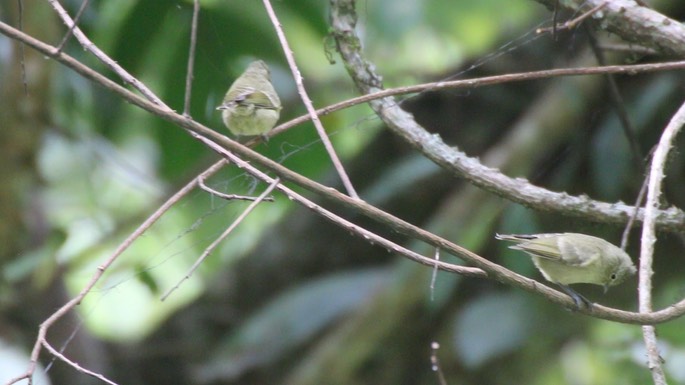 Tit, Yellow-browed 2