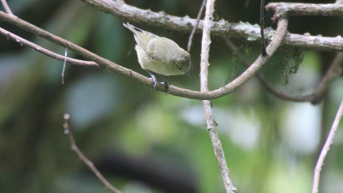 Tit, Yellow-browed