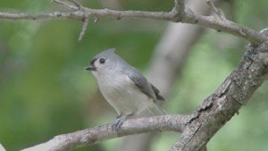 titmouse, tufted