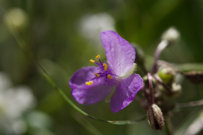 Tradescantia pinetorum (Pine Spiderwort) 1