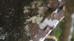 Treecreeper, Brown-throated